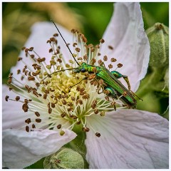 011 Lark R‪ise Farm  Thick Legged Flower Beetle