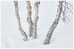 095 Sweden  Snowy Camp Ripon at Kiruna