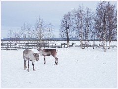 098 Sweden  Sami Village - Reindeer