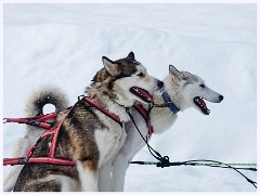 110 Sweden  Lulea Local Husky Farm