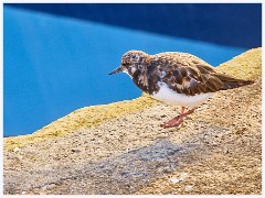 017 South Devon - Brixham  Brixham Harbour - Turnstone