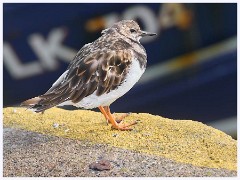 018 South Devon - Brixham  Brixham Harbour - Turnstone