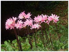065 South Devon - Coleton Fishacre  The Gardens
