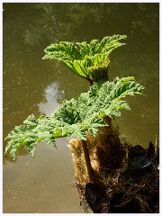 066 South Devon - Coleton Fishacre  The Gardens