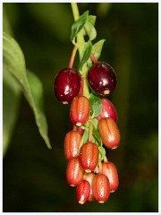 067 South Devon - Coleton Fishacre  The Gardens