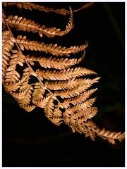 068 South Devon - Coleton Fishacre  The Gardens
