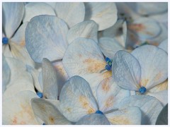070 South Devon - Coleton Fishacre  The Gardens