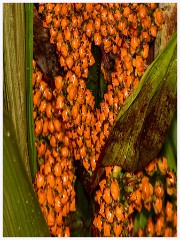 071 South Devon - Coleton Fishacre  The Gardens
