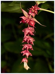 072 South Devon - Coleton Fishacre  The Gardens