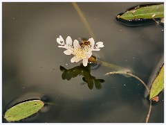 073 South Devon - Coleton Fishacre  The Gardens
