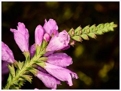 074 South Devon - Coleton Fishacre  The Gardens