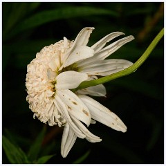 075 South Devon - Coleton Fishacre  The Gardens