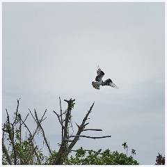 003 Fort Lauderdale  Osprey