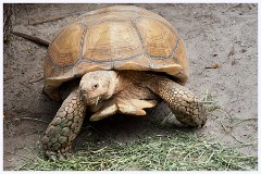 006 Fort Lauderdale  Giant Tortoise