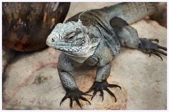 007 Fort Lauderdale  Lizard