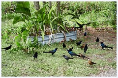 008 Fort Lauderdale  Male and Female Boat Tailed Grackle