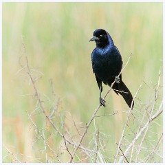 010 Fort Lauderdale  Male Boat Tailed Grackle