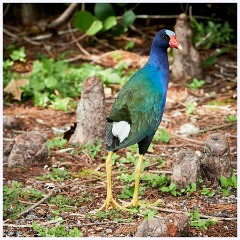 012 Fort Lauderdale  Purple Gallinule