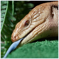 014 Fort Lauderdale  Northern Blue-Tongued Skink