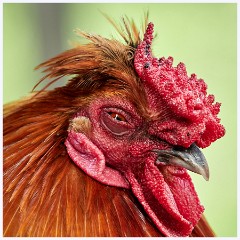 015 Fort Lauderdale  Hen