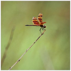 016 Fort Lauderdale  Halloween Pennant Dragonfly