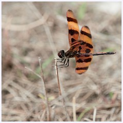 017 Fort Lauderdale  Halloween Pennant Dragonfly