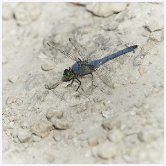 018 Fort Lauderdale  Eastern Pondhawk Dragonfly
