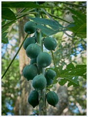 002 Roatan  Fruit of the Forest