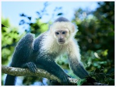 007 Roatan  Monkey and Sloth Sanctuary