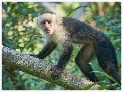 008 Roatan  Monkey and Sloth Sanctuary