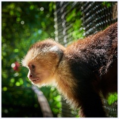 009 Roatan  Monkey and Sloth Sanctuary
