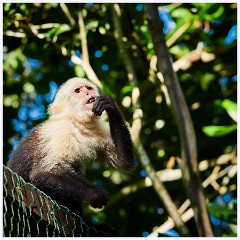 010 Roatan  Monkey and Sloth Sanctuary