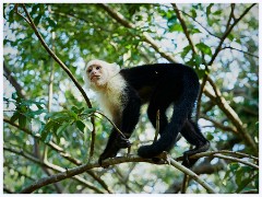 011 Roatan  Monkey and Sloth Sanctuary