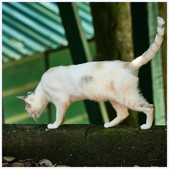 012 Roatan  Cat in the Monkey and Sloth Sanctuary