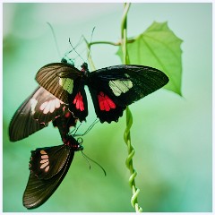 014 Roatan  Monkey and Sloth Sanctuary Butterfly House