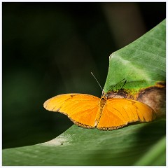 015 Roatan  Julia's Heliconian Butterfly