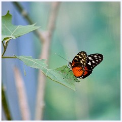016 Roatan  Tiger Longwing Butterfly