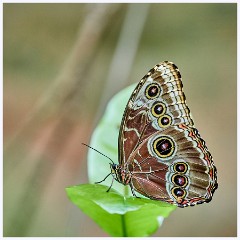 017 Roatan  Giant Blue Morpho