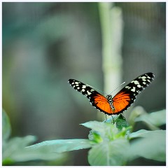 018 Roatan  Tiger Longwing Butterfly