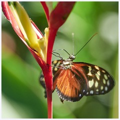 019 Roatan  Tiger Longwing Butterfly