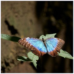 021 Roatan  Giant Blue Morpho