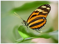 022 Roatan  Isabella's (Tiger) longwing Butterfly