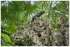 034 Roatan  Large Lizzard