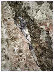 035 Roatan  Large Lizzard