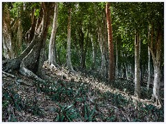 004 Dzibanche and Kohunlich  Woodland in Dzibanche