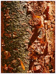 012 Dzibanche and Kohunlich  Tree Bark
