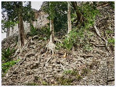 023 Dzibanche and Kohunlich  Tree Roots invading the temples