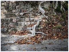 025 Dzibanche and Kohunlich  Interesting Roots - Dzibanche