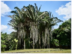 031 Dzibanche and Kohunlich  The Natural Greenery of Kohunlich