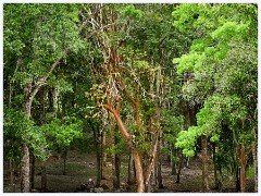 033 Dzibanche and Kohunlich  The Natural Greenery of Kohunlich